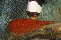 Saddleback anemonefish (Amphiprion polymnus) ventilating eggs near Haddon's anemone (Stichodactyla haddoni), Pacific Ocean, Papua New Guinea. Small reproduction only