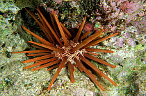 Slate pencil urchin (Heterocentrotus mamillatus), New Caledonia, Pacific Ocean.