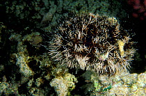 Collector urchin (Tripneustes gratilla), New Caledonia, Pacific Ocean.