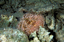 Flower urchin (Toxopneustes pileolus), a poisonous sea-urchin, New Caledonia, Pacific Ocean.