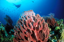 Diver near barrel sponge (Xestospongia testudinaria), hard coral (Porites sp) and red whip coral (Ctenocella sp), Walindi, Papua New Guinea, Bismarck Sea.