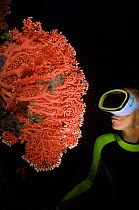 Diver near pink coral (Distichopora violacea), Maldives, Indian Ocean.