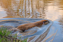 Eurasian beaver (Castor fiber) swimming in River Otter after release. Part of escaped population re-released to the wild following veterinary check ups. Taken on the second day of Beaver releases afte...