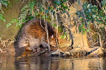 Eurasian beaver (Castor fiber) on banks of the River Otter after release. Part of escaped population re-released to the wild following veterinary check ups. Taken on the second day of Beaver releases...