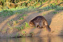Eurasian beaver (Castor fiber) on the banks of the River Otter after release. Part of escaped population re-released to the wild following veterinary check ups. Taken on the second day of Beaver relea...