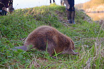 Eurasian beaver (Castor fiber) walking back towards the River Otter after release. Part of escaped population re-released to the wild following veterinary check ups. Taken on the second day of Beaver...