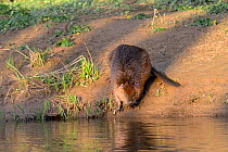 Eurasian beaver (Castor fiber) on bank of River Otter after release. Part of escaped population re-released to the wild following veterinary check ups. Taken on the second day of Beaver releases after...