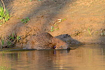 Eurasian beaver (Castor fiber) entering the River Otter after release. Part of escaped population re-released to the wild following veterinary check ups. Taken on the second day of Beaver releases aft...