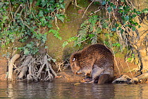 Eurasian beaver (Castor fiber) grooming itself on the bank of the River Otter. Part of escaped population re-released to the wild following veterinary check ups. Taken on the second day of Beaver rele...