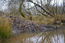 Eurasian beaver (Castor fiber) lodge and pond within a large woodland enclosure, Devon Beaver Project, Devon Wildlife Trust, Devon, UK, February 2015.