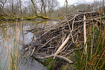 Eurasian beaver (Castor fiber) lodge and pond within a large woodland enclosure, Devon Beaver Project, Devon Wildlife Trust, Devon, UK, February 2015.