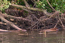Eurasian beaver (Castor fiber) pair swimming in the River Otter after release.  Part of escaped population re-released to the wild following veterinary check ups. Taken on the second day of Beaver rel...