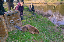 Release of Eurasian beaver (Castor fiber) back to the River Otter.  Part of escaped population re-released to the wild following veterinary check ups. Taken on the second day of Beaver releases after...