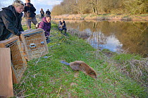 Julia Coats of the Animal and Plant Health Agency releasing Eurasian beaver (Castor fiber) back into the River Otter. Part of escaped population re-released to the wild following veterinary check ups....
