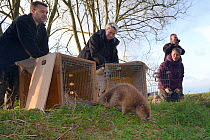 Mark Elliott, project manager of the Beaver project, and Julia Coats of the Animal and Plant Health agency releasing Eurasian beaver (Castor fiber) back to the River Otter. Part of escaped population re-released to the wild following veterinary check ups. Taken on the second day of Beaver releases after release of two adults and a young beaver on Monday 23rd March. Project managed by Devon Wildlife Trust, Devon, 24th March 2015. Model released.