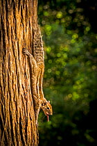 Indian palm squirrel (Funambulus palmarum) stretching and sticking tongue out, Sri Lanka, October.