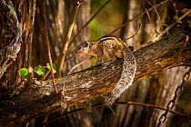 Indian palm squirrel (Funambulus palmarum) on branch, Sri Lanka, October.