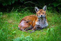 Red fox (Vulpes vulpes) with mange, garden, Bristol, UK, June.