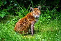Red fox (Vulpes vulpes) with mange, garden, Bristol, UK, June.