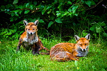 Red fox (Vulpes vulpes) with mange, garden, UK, June.