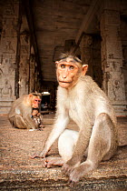 Bonnet macaque (Macaca radiata) adults and baby in temple, Hampi, Karnataka, India, July.