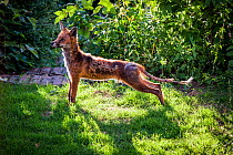 Fox (Vulpes vulpes) with mange, garden, Bristol, UK, June.