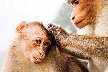 Bonnet macaque (Macaca radiata) male grooming female, Vaparai, Tamil Nadu, India, July.
