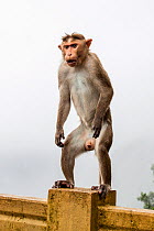 Bonnet macaque (Macaca radiata) male standing on road barrier, Vaparai, Tamil Nadu, India, July.