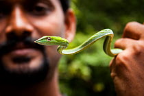 Man holding juvenile vine snake (Ahaetulla nasuta), Agumbe, Thirthahalli taluk, Malnad, Karnataka, India, July.