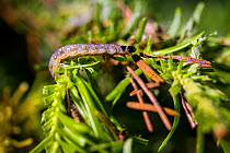 Eastern spruce budworm (Choristoneura fumiferana) 6th instar larva feeding on fir needles, Quebec, Canada, July.