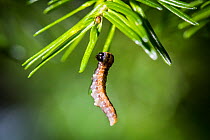 Eastern spruce budworm (Choristoneura fumiferana) 6th instar larva abseiling on silk thread, Quebec, Canada, July.
