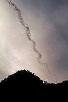 Bats flying from Deer Cave, Gunung Mulu National Park, Sarawak, Borneo, Malaysia, July.