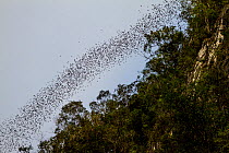 Stream of bats including Wrinkle-lipped free-tailed bats (Chaerephon plicatus) flying out of Deer Cave at dusk. The bats form these long lines out of the cave to confuse predators and the stream of ba...