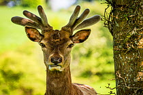 Red deer (Cervus elaphus), Ashton Court park, Bristol, UK, May.