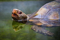 Asian brown tortoise (Manouria emys) swimming, Malaysia, August.