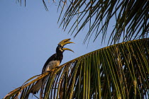 Oriental pied hornbill (Anthracoceros albirostris) calling, Pangkor, Malaysia, August.