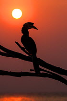 Oriental pied hornbill (Anthracoceros albirostris) with sunset over ocean, Pangkor, Malaysia.