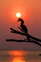 Oriental pied hornbill (Anthracoceros albirostris) with sunset over ocean, Pangkor, Malaysia.