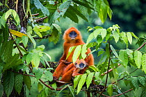 Red leaf monkey (Presbytis rubicunda) mother and baby, Danum Valley, Sabah, Borneo, Malaysia August.