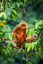 Red leaf monkey (Presbytis rubicunda) mother and baby, Danum Valley, Sabah, Borneo, Malaysia August.
