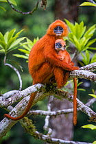 Red leaf monkey (Presbytis rubicunda) mother holding baby, Danum Valley, Sabah, Borneo, Malaysia August.