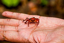 Mount Silam crab (Geosesarma aurantium), Mount Silam, Sabah, Borneo, Malaysia.