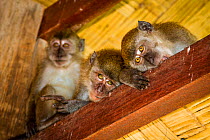 Crab-eating / long-tailed macaque (Macaca fascicularis) in roof rafters of house, Bukit Luwang, Northern Sumatra, Indonesia, July.