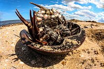 Horseshoe crab (Limulus polyphemus) stranded on Slaughter Beach, Delaware Bay, USA.