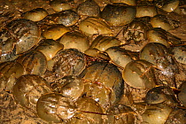 Horseshoe crab (Limulus polyphemus) mass emergence to breed and deposit eggs at night, Delaware Bay, USA.