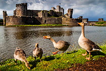 Greylag Goose (Anser anser) in front of Caerphilly Castle, Wales, UK, May.
