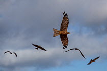 Black Kite (Milvus migrans) group flying, Derby, Western Australia, November.