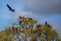 Black Kite (Milvus migrans) group perched on tree, Derby, Western Australia, November.