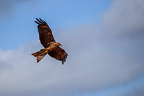 Black kite (Milvus migrans) flying, Derby, Western Australia, November.