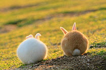 Feral domestic rabbit (Oryctolagus cuniculus) view from behind, Okunojima Island, also known as Rabbit Island, Hiroshima, Japan, May.